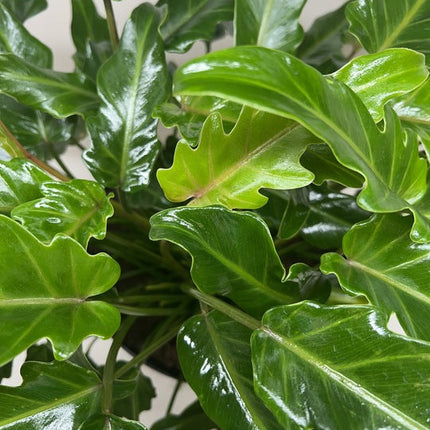 Philodendron Xanadu