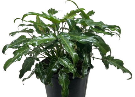 Philodendron Xanadu