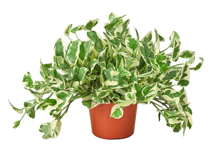 Pothos 'N'joy'