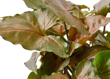 Syngonium Merry