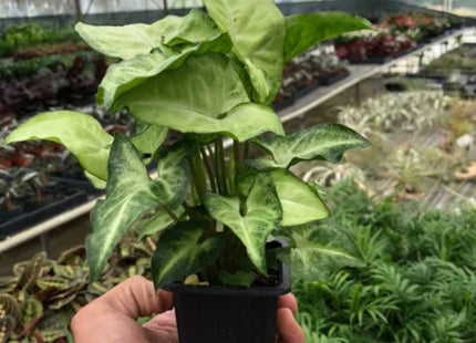 Syngonium White Butterfly