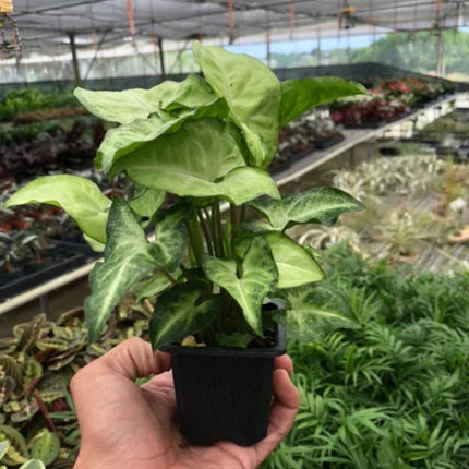 Syngonium White Butterfly