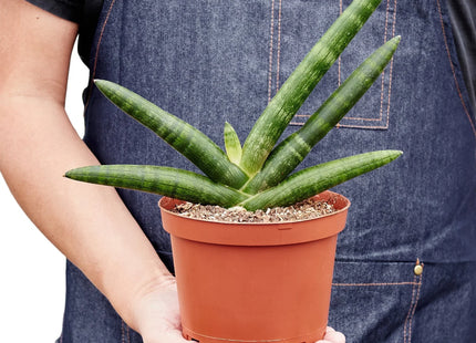 Snake Plant Starfish