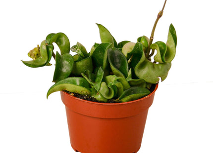 Hoya Rope Plant