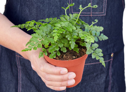Austral Gem Fern