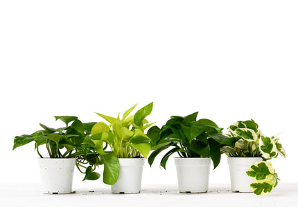 4 Different Pothos Plants in 4" Pots - Live House Plant - House Plant Shop