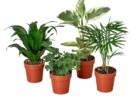 2" Tropical Plant Variety Bundle