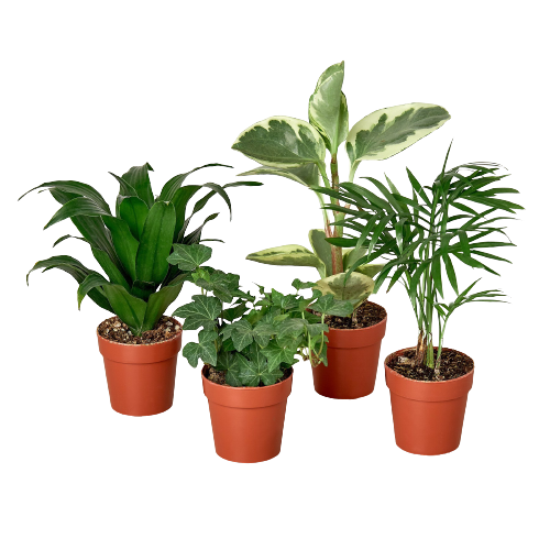 2" Tropical Plant Variety Bundle | Live Plant for Indoor & Outdoor | House Plant Decor