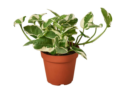 Pothos 'N'joy'