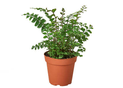 Mahogany Fern
