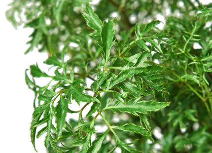 Aralia Ming Stump Plant