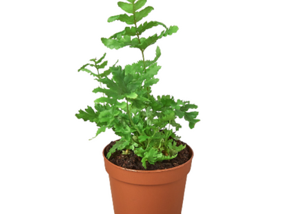 Autumn' Fern