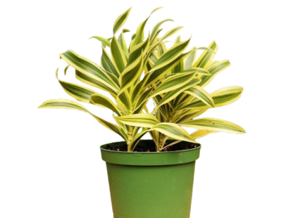 1 Mystery Plant Monthly Subscription Box