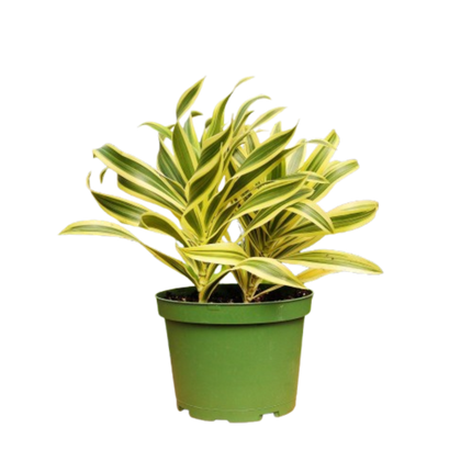 1 Mystery Plant Monthly Subscription Box
