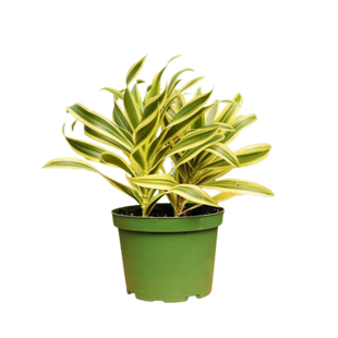 1 Mystery Plant Monthly Subscription Box
