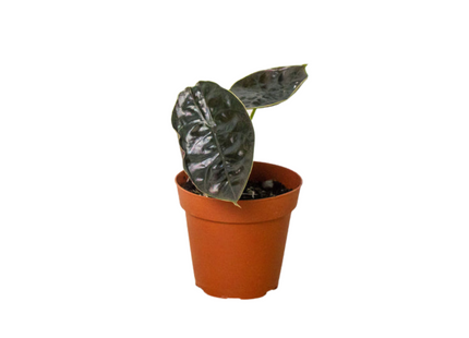 Alocasia 'Red Mambo' - 4" Pot