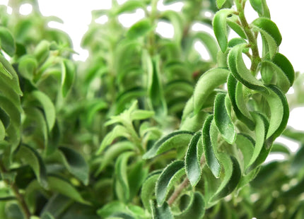 Curly Lipstick Plant