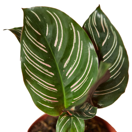 Calathea 'Ornata'