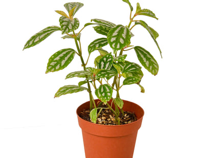 Pilea 'Aluminum'