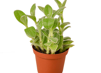 Tradescantia White Velvet