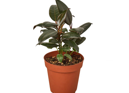 Ficus Elastica 'Burgundy'