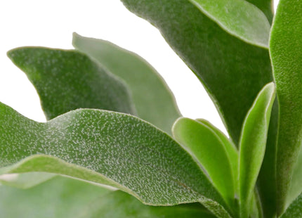 Staghorn Fern