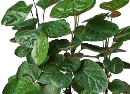 Aralia Fabian Stump 'Polyscias Scutellaria'