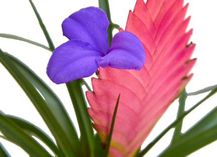 Bromeliad Cyanea 'Pink Quill'