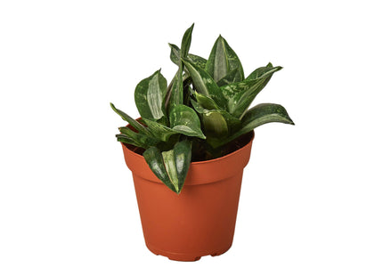 Snake Plant Silver Streak