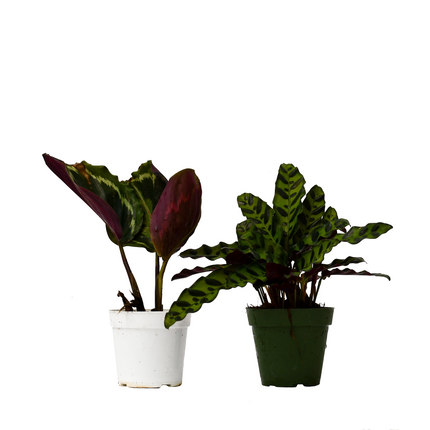 2 Calathea Plants Variety Pack in 4" Pots