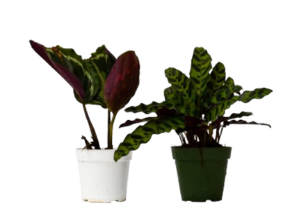 2 Calathea Plants Variety Pack in 4" Pots