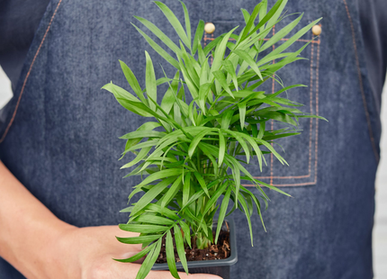 3" Tropical Plant Variety Bundle