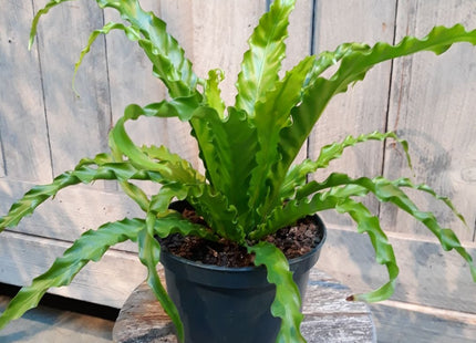 Bird’s Nest 'Victoria' Fern