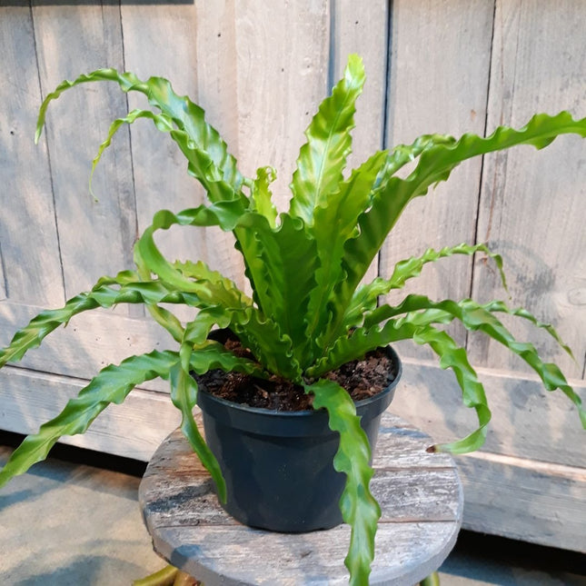 Bird’s Nest 'Victoria' Fern