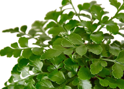 Austral Gem Fern