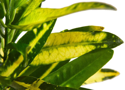 Croton 'Sunny Star'