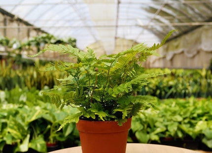 1 Mystery Plant Monthly Subscription Box