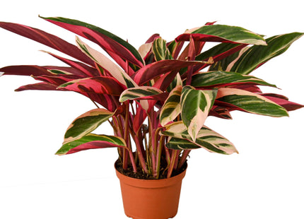 Stromanthe Triostar