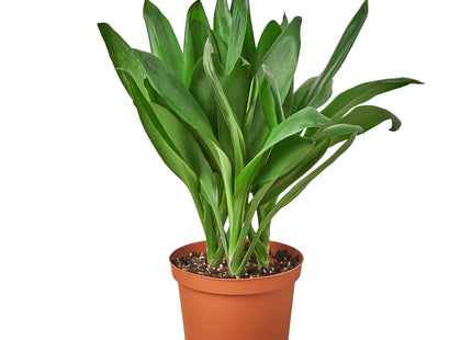 Cordyline Glauca