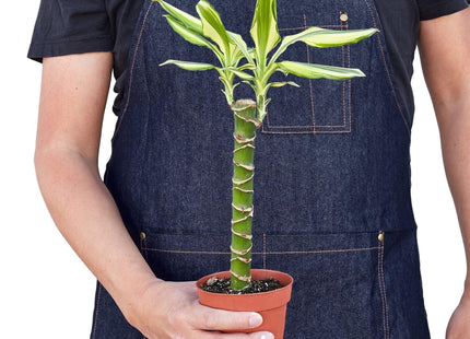 Dracaena 'Sted Sol Cane'