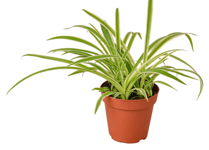 Spider Plant Reverse