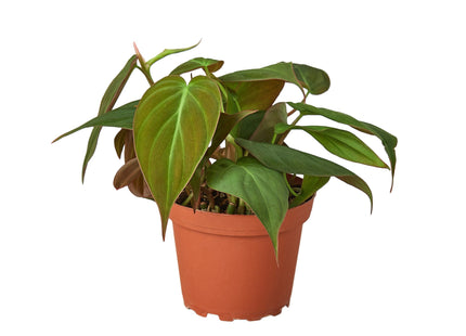 Philodendron 'Velvet'