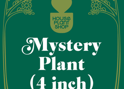Mystery Pet-Friendly House Plant