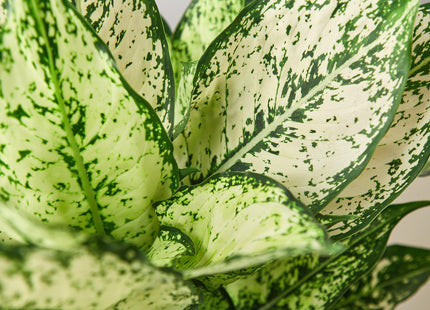 Chinese Evergreen 'First Diamond'