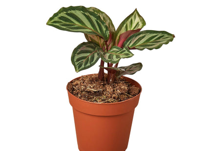 Calathea 'Peacock'
