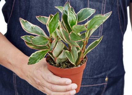 Peperomia 'Ginny'
