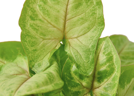 Syngonium Gold