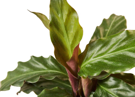 Calathea Rufibarba 'Furry Feather'