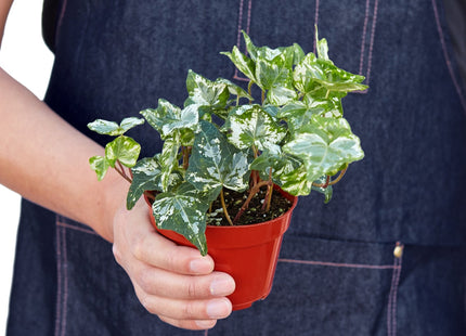 English Ivy 'Kolibre'