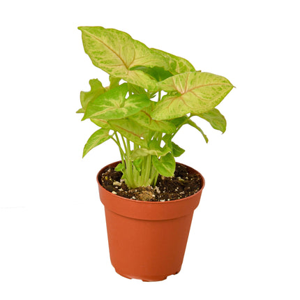 Syngonium Gold -  4" Pot